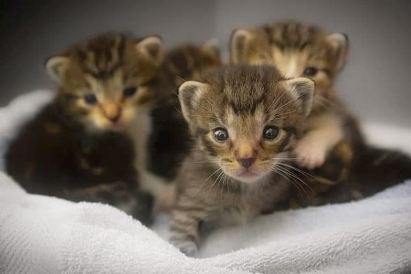 Why Cats Move Their Kittens: Understanding This Strange Feline Behavior