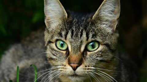 Why Do Some Cats Have Notched Ears: the Hidden Meaning You Need to Know About