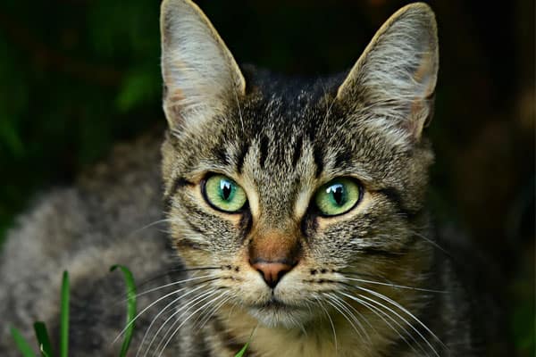 Why Do Some Cats Have Notched Ears: the Hidden Meaning You Need to Know About