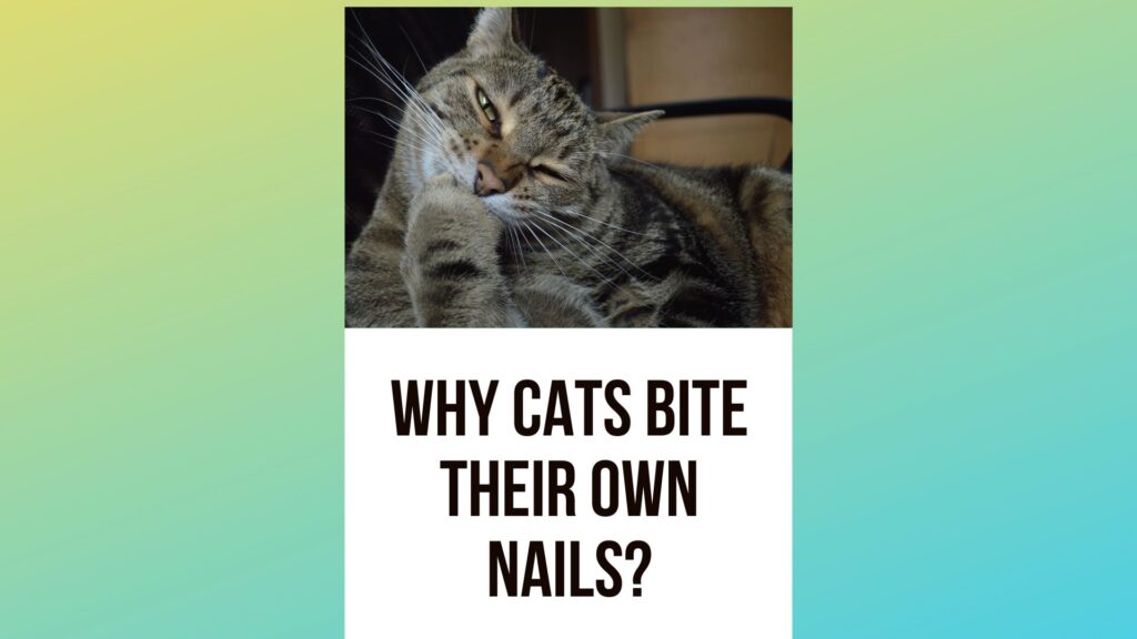 Why Do Cats Bite Their Own Nails 5 Surprising Reasons