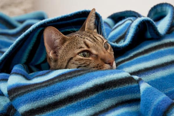Why Do Cats Burrow Under Blankets