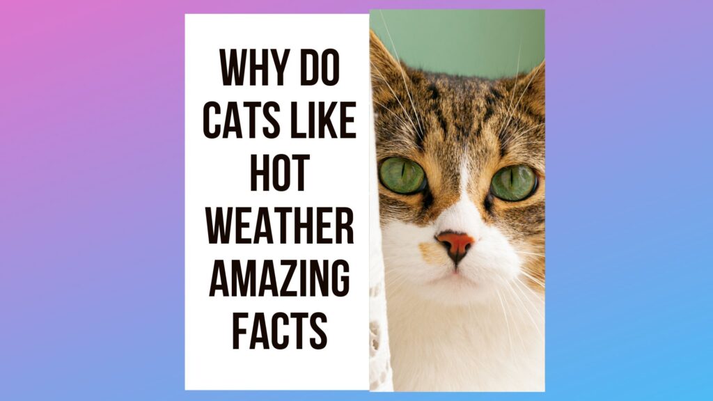 Why Do Cats Like Hot Weather 5 Interesting Facts About Feline Heat
