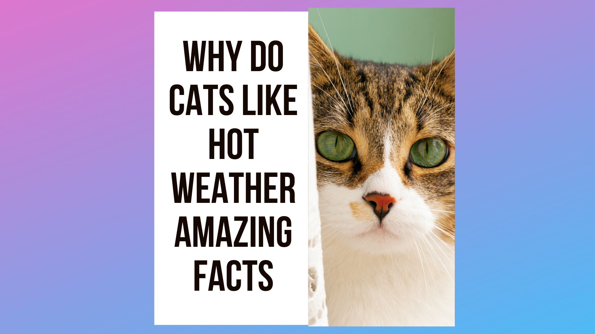 Why Do Cats Like Hot Weather: 5 Interesting Facts About Feline Heat Tolerance