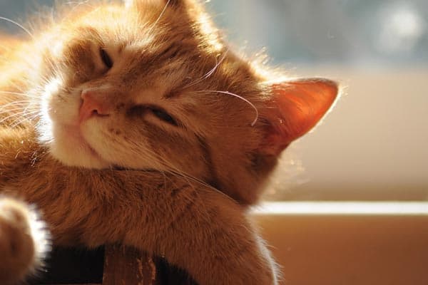 Why are cats drawn to heat