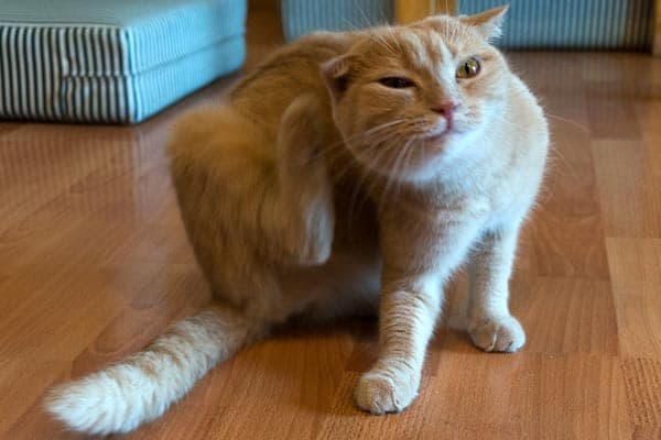 Why Do Cats Like Their Butt Scratched Traveling With Your Cat