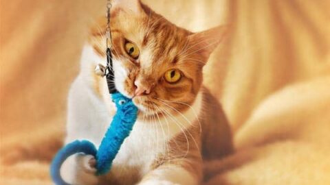Why Do Cats Put Toys in Water: Understanding This Instinctive Hiding Behavior