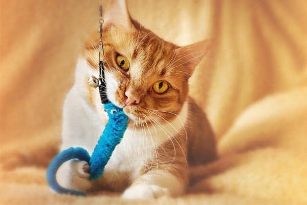 Why Do Cats Put Toys in Water: Understanding This Instinctive Hiding Behavior