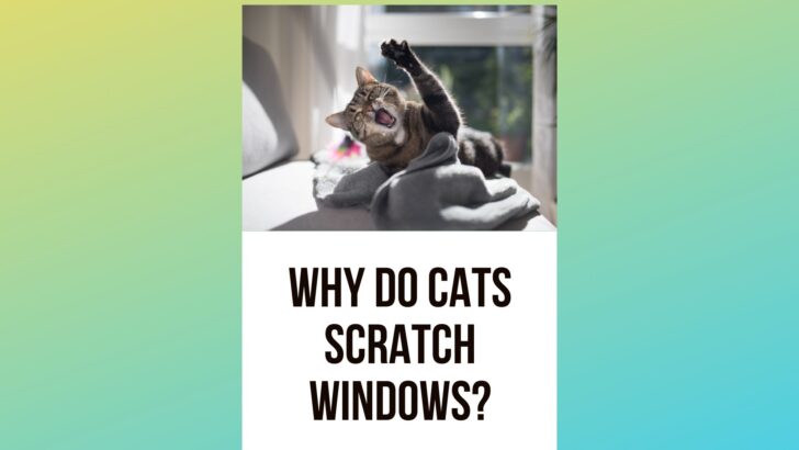 Why Do Cats Scratch Windows: Clues About This Odd Feline Behavior