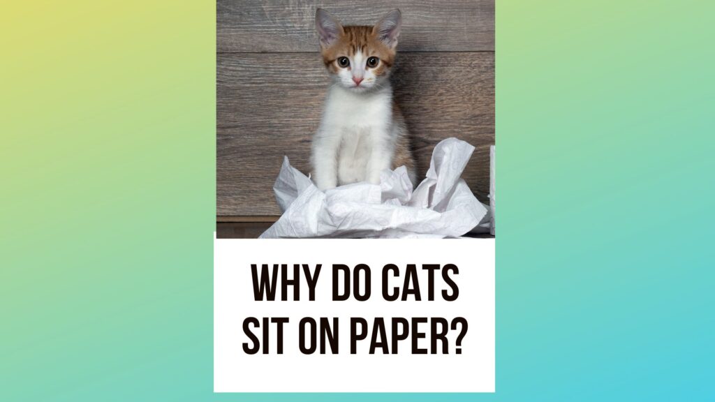 Why Do Cats Sit On Paper Decoding This Feline Obsession