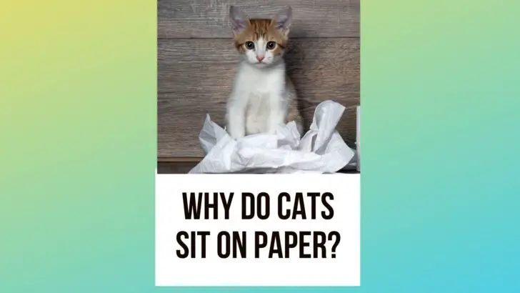 Why Do Cats Sit On Paper: Decoding This Feline Obsession