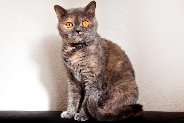 Why Do Cats Stare At Walls: Insight From a Cat’s-Eye Point of View