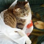 Why Do Cats Urinate On Plastic Bags