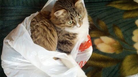 Why Do Cats Urinate On Plastic Bags: the Strange Truth About This Strange Behavior