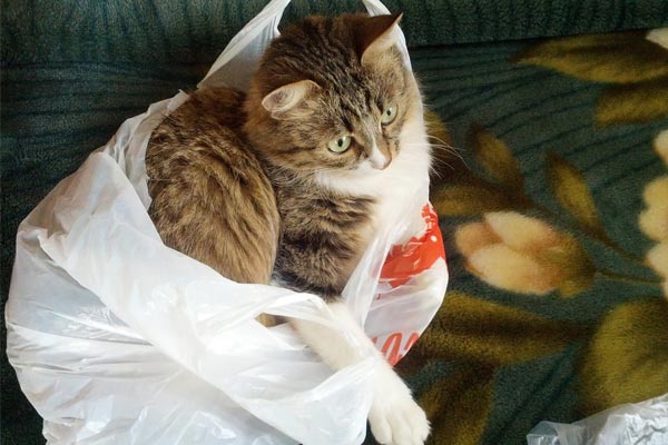 Why Do Cats Urinate On Plastic Bags