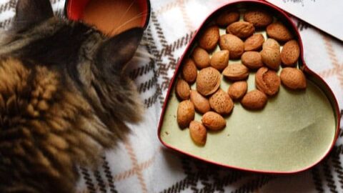 Can Cats Eat Almonds: The Real Truth About This Common Nut Protein