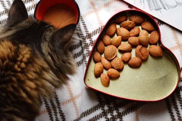 Can Cats Eat Almonds: The Real Truth About This Common Nut Protein