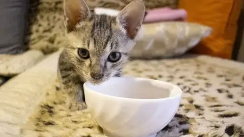 Can Cats Eat Beans: Learn About Felines and Different Beans