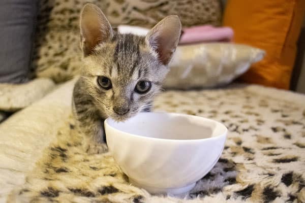 Can Cats Eat Beans: Learn About Felines and Different Beans