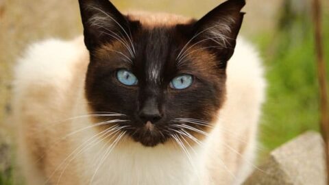 Do Siamese Cats Change Color: Learn All About the Siamese Cat Coat