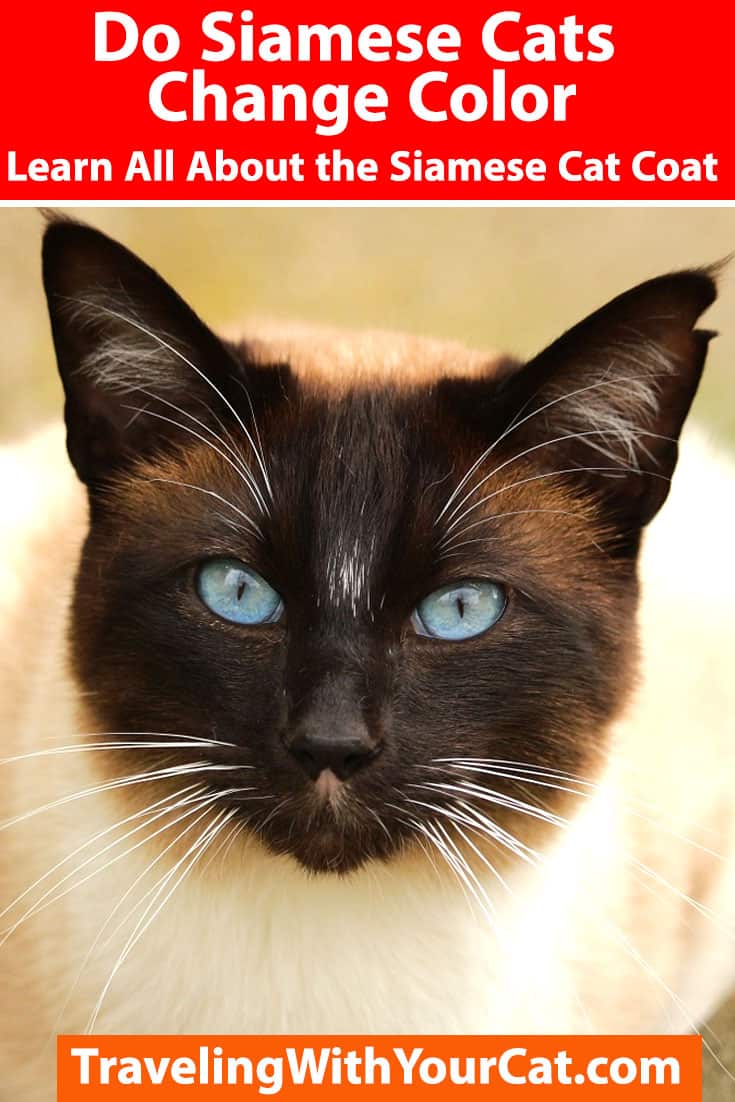 Do Siamese Cats Change Color Learn All About the Siamese Cat Coat