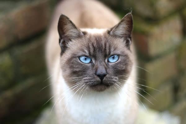 Do Siamese Cats Meow a Lot: What Makes Siamese So Vocal?