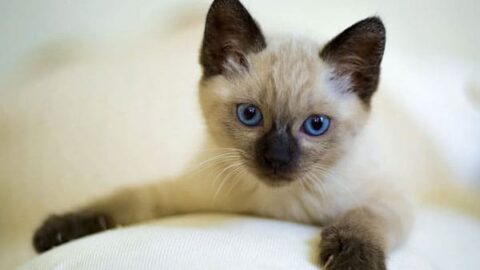 Do Siamese Cats Shed: The Truth About Hypoallergenic Cats