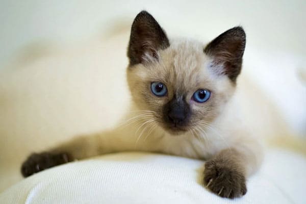 Do Siamese Cats Shed: The Truth About Hypoallergenic Cats