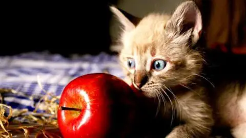 Can Cats Eat Apples: 6 Precautions to Take