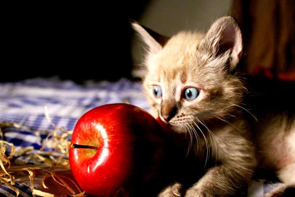 can cats eat apples