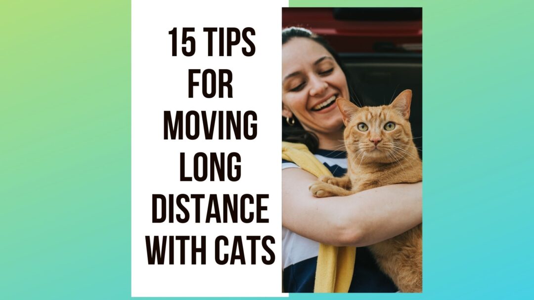 15 Tips for Moving Long Distance with Cats Traveling With Your Cat