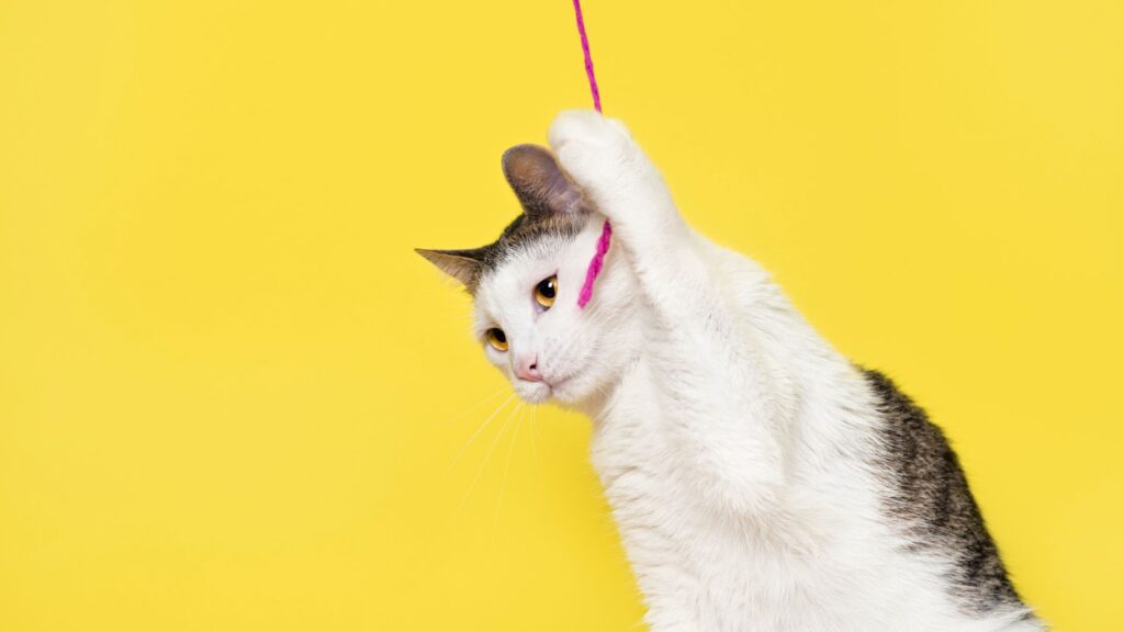 Why Cats Like String