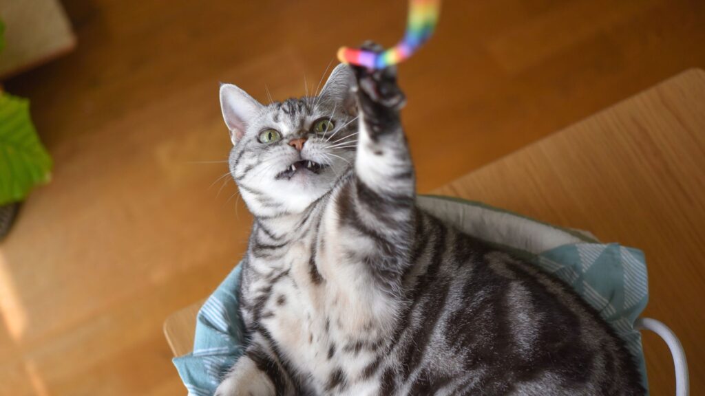 why cats love string so much