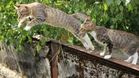 How High Can Cats Jump: the Facts About Cats Extraordinary Leaps -  Traveling With Your Cat