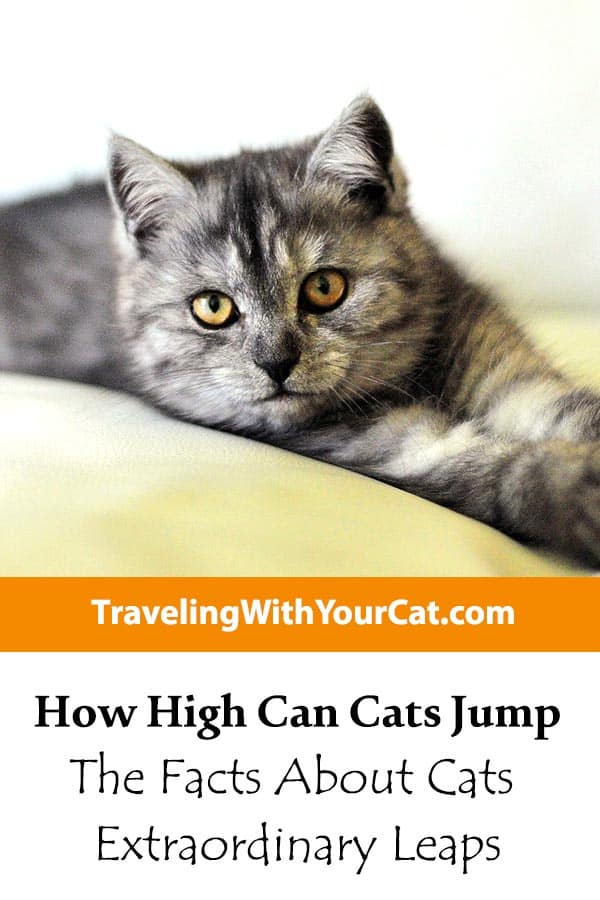How High Can Cats Jump the Facts About Cats Extraordinary Leaps Traveling With Your Cat