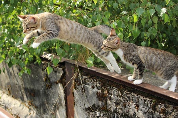 How High Can Cats Jump: the Facts About Cats Extraordinary Leaps