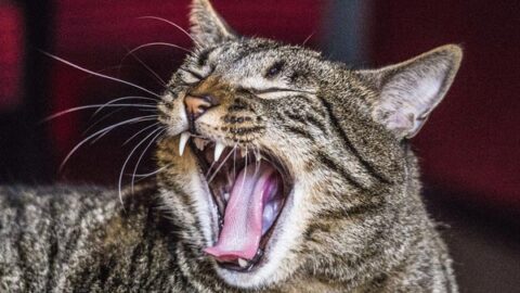 How Many Teeth Do Cats Have: Know What to Expect As Your Kitten Grows Up