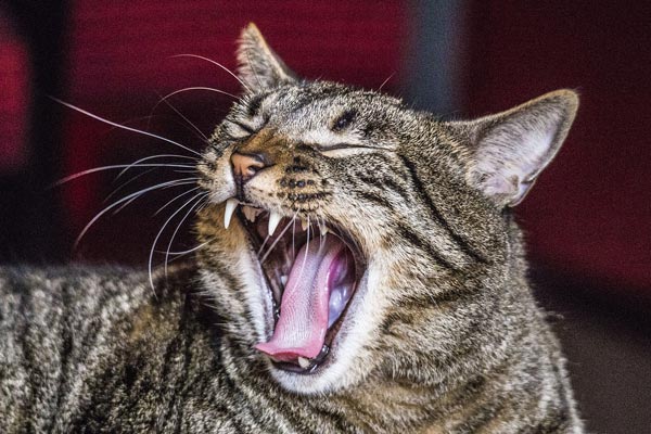 How Many Teeth Do Cats Have: Know What to Expect As Your Kitten Grows Up