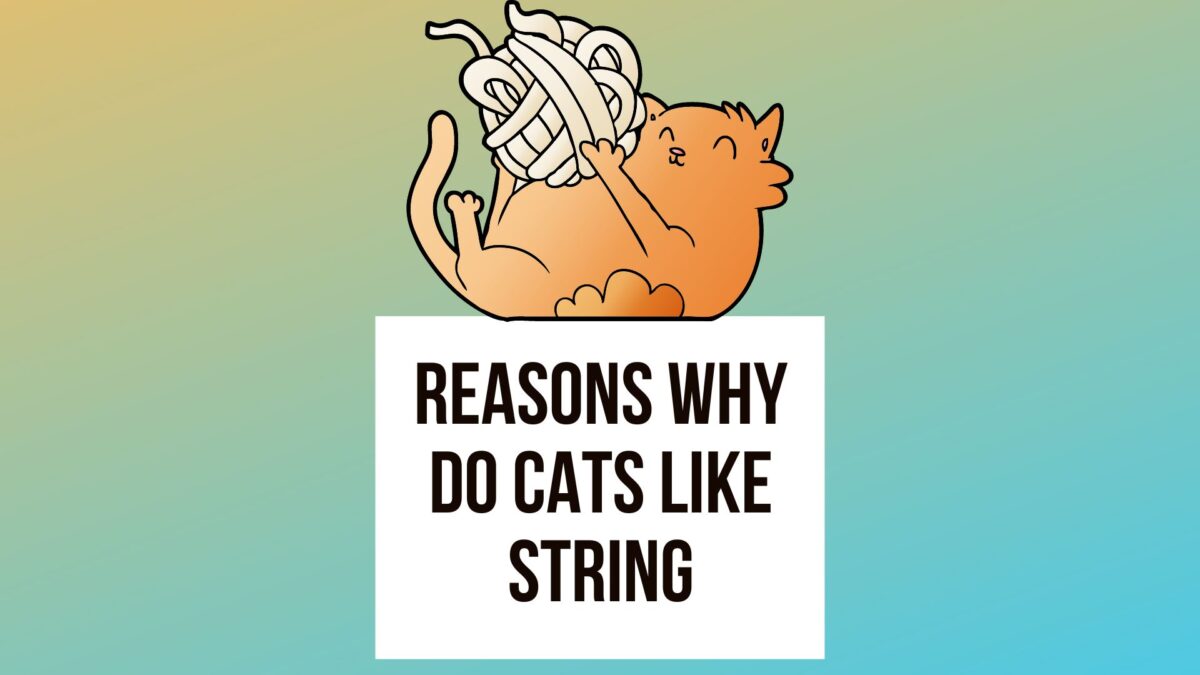 4 Reasons Why Do Cats Like String It's Complicated Let's Decode