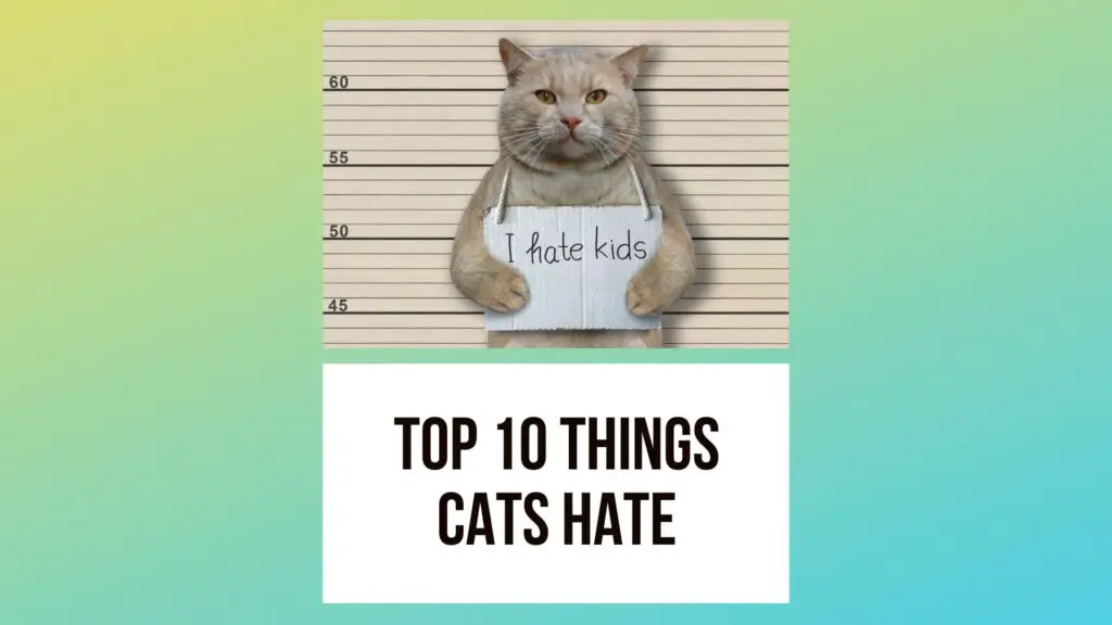 Top 10 Things Cats Hate