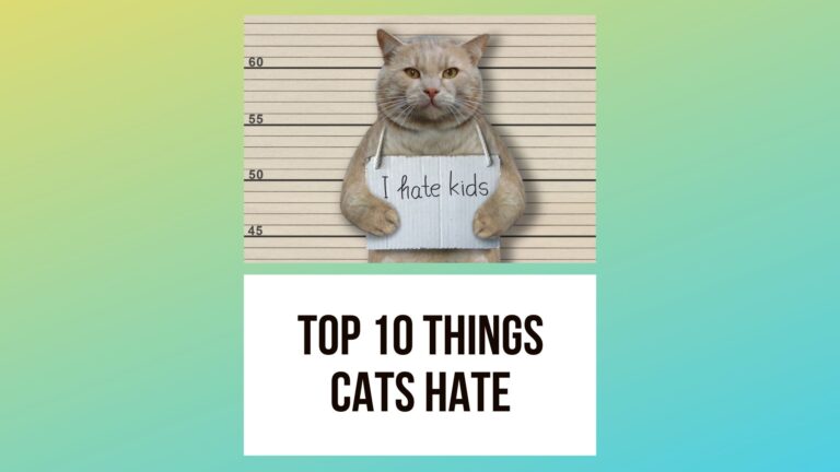 The Top 10 Things Cats Hate and the Reasons Why