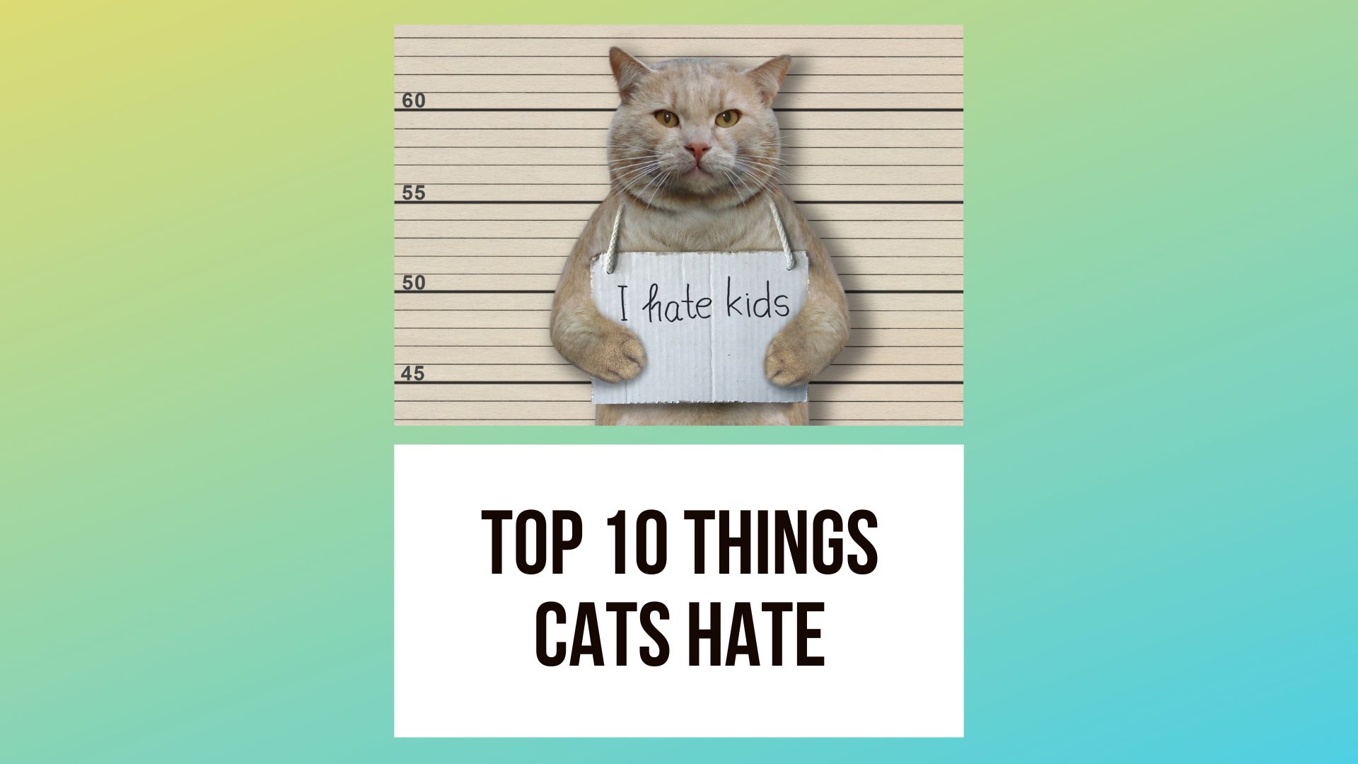 The Top 10 Things Cats Hate And The Reasons Why