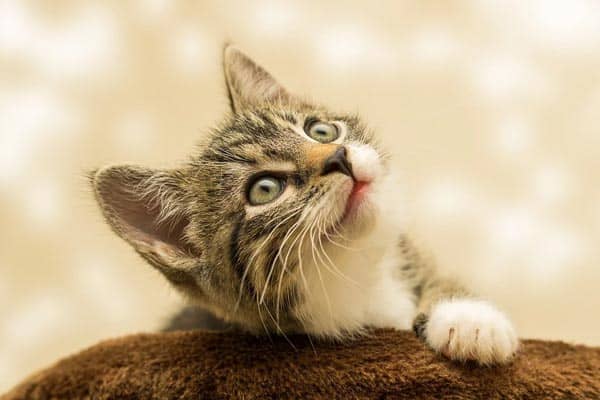 When Do Cats Stop Growing: How to Know When Your Cat Is Full Size