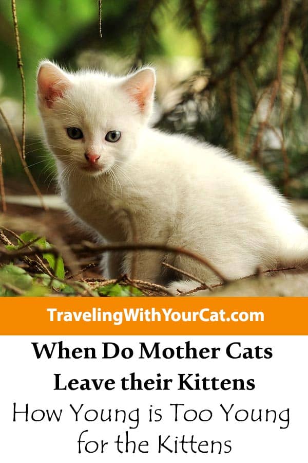 When Do Mother Cats Leave their Kittens and How Young is Too Young for