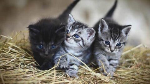 When Do Mother Cats Leave their Kittens and How Young is Too Young for the Kittens?
