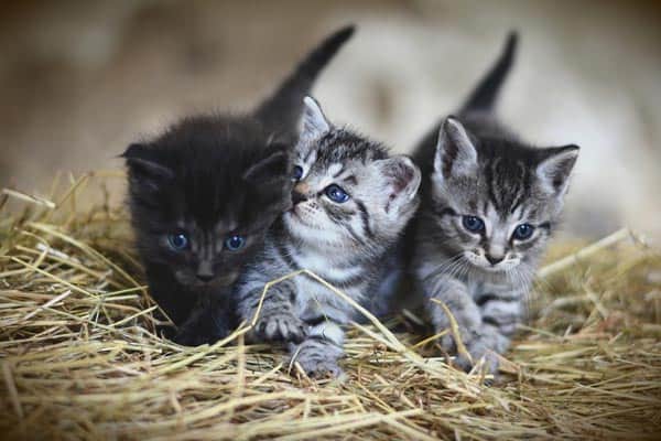 When do mother cats leave their kittens