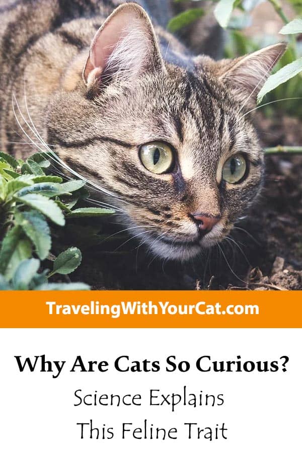 Why Are Cats So Curious Science Explains This Feline Trait Traveling With Your Cat
