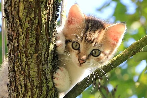 Why Are Cats So Cute: There Actually Is a Science To It - Traveling With  Your Cat