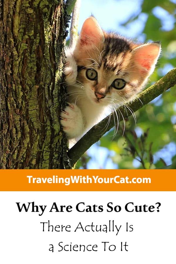 Why Are Cats So Cute There Actually Is a Science To It Traveling