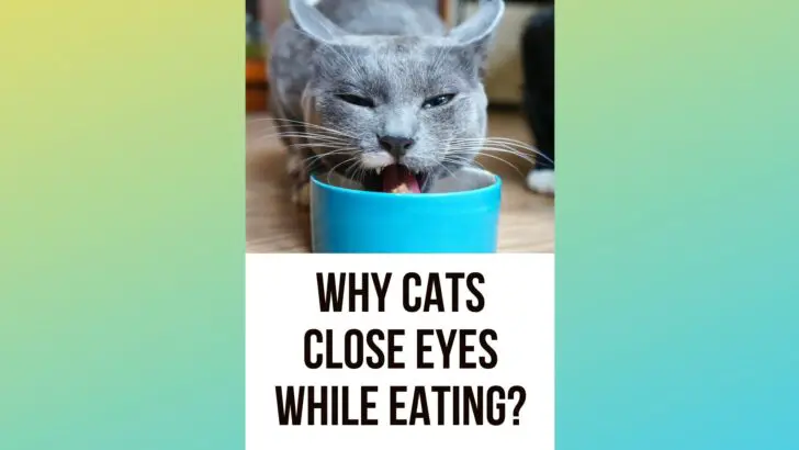 Why Do Cats Close Their Eyes When They Eat? Are They Okay?