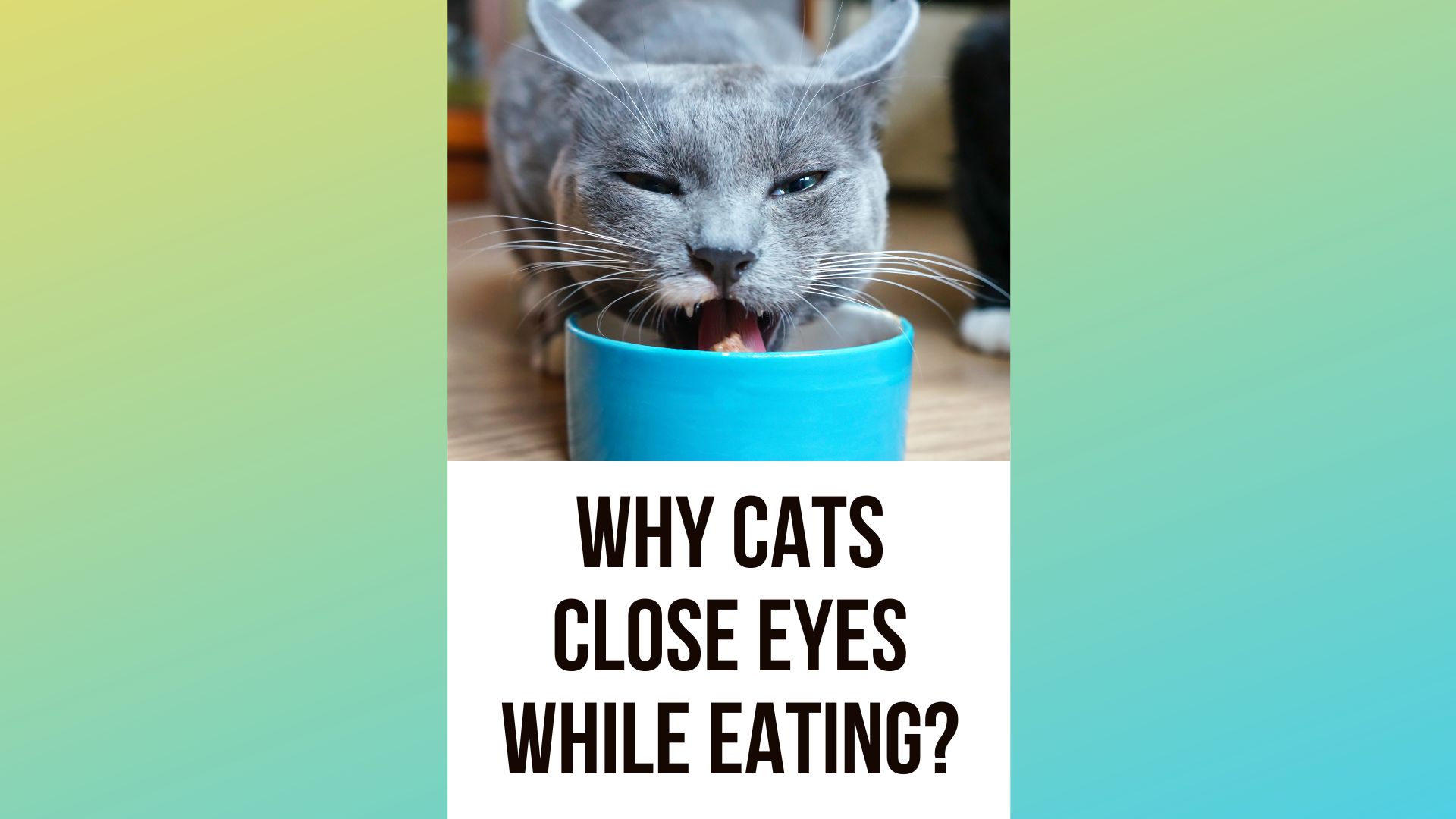 Why Do Cats Close Their Eyes When They Eat 